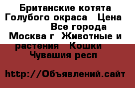 Британские котята Голубого окраса › Цена ­ 8 000 - Все города, Москва г. Животные и растения » Кошки   . Чувашия респ.